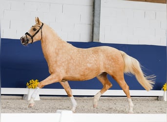 Niemiecki kuc wierzchowy, Klacz, 3 lat, 158 cm, Izabelowata