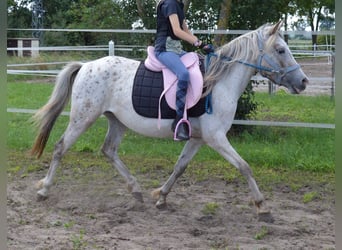 Niemiecki kuc wierzchowy Mix, Klacz, 4 lat, 135 cm, Tarantowata