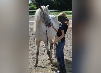 Niemiecki kuc wierzchowy Mix, Klacz, 4 lat, 135 cm, Tarantowata