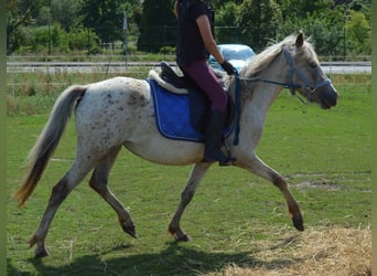 Niemiecki kuc wierzchowy Mix, Klacz, 4 lat, 135 cm, Tarantowata