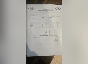 Niemiecki kuc wierzchowy, Klacz, 4 lat, 137 cm, Izabelowata