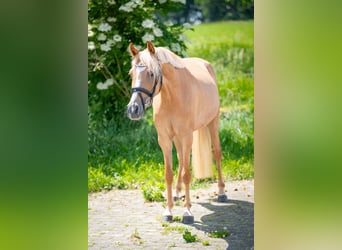 Niemiecki kuc wierzchowy, Klacz, 4 lat, 140 cm, Bułana