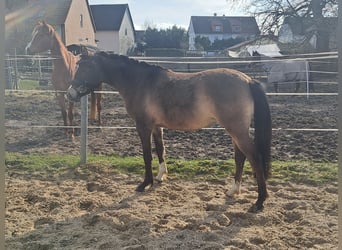 Niemiecki kuc wierzchowy, Klacz, 4 lat, 140 cm, Bułana