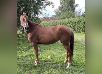 Niemiecki kuc wierzchowy, Klacz, 4 lat, 140 cm, Kasztanowata