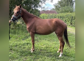 Niemiecki kuc wierzchowy, Klacz, 4 lat, 140 cm, Kasztanowata