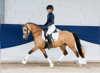 Niemiecki kuc wierzchowy, Klacz, 4 lat, 142 cm, Bułana