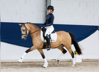 Niemiecki kuc wierzchowy, Klacz, 4 lat, 142 cm, Bułana