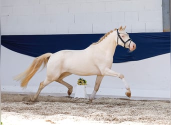Niemiecki kuc wierzchowy, Klacz, 4 lat, 142 cm, Cremello