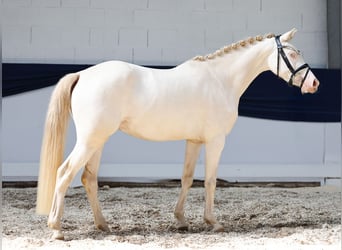 Niemiecki kuc wierzchowy, Klacz, 4 lat, 142 cm, Cremello