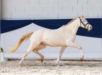 Niemiecki kuc wierzchowy, Klacz, 4 lat, 142 cm, Cremello