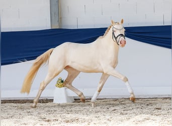 Niemiecki kuc wierzchowy, Klacz, 4 lat, 142 cm, Cremello