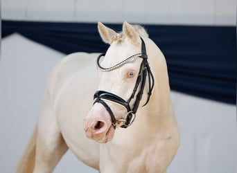 Niemiecki kuc wierzchowy, Klacz, 4 lat, 142 cm, Cremello