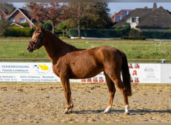 Niemiecki kuc wierzchowy, Klacz, 4 lat, 142 cm, Kasztanowata