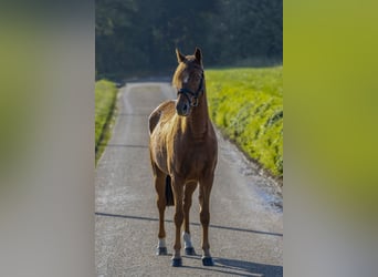 Niemiecki kuc wierzchowy, Klacz, 4 lat, 142 cm, Kasztanowata