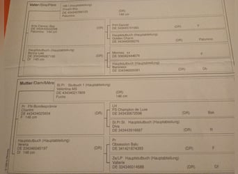 Niemiecki kuc wierzchowy, Klacz, 4 lat, 142 cm, Kasztanowata