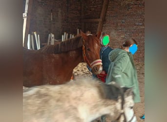 Niemiecki kuc wierzchowy, Klacz, 4 lat, 142 cm, Kasztanowata