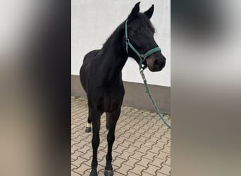 Niemiecki kuc wierzchowy, Klacz, 4 lat, 143 cm, Ciemnogniada