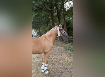 Niemiecki kuc wierzchowy, Klacz, 4 lat, 143 cm, Izabelowata