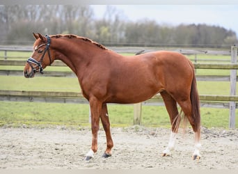 Niemiecki kuc wierzchowy, Klacz, 4 lat, 143 cm, Kasztanowata