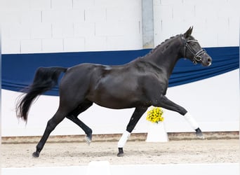 Niemiecki kuc wierzchowy, Klacz, 4 lat, 144 cm, Kara