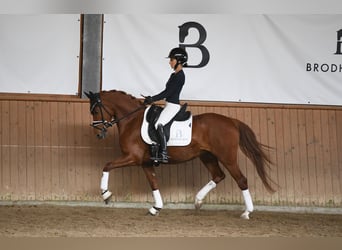 Niemiecki kuc wierzchowy, Klacz, 4 lat, 144 cm, Kasztanowata