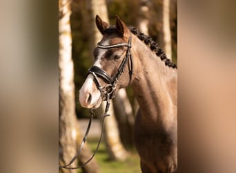 Niemiecki kuc wierzchowy, Klacz, 4 lat, 144 cm, Może być siwy