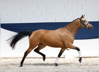 Niemiecki kuc wierzchowy, Klacz, 4 lat, 145 cm, Bułana