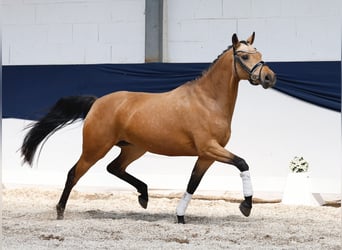 Niemiecki kuc wierzchowy, Klacz, 4 lat, 145 cm, Bułana