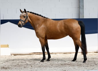 Niemiecki kuc wierzchowy, Klacz, 4 lat, 145 cm, Bułana