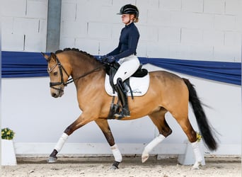 Niemiecki kuc wierzchowy, Klacz, 4 lat, 145 cm, Bułana