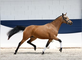 Niemiecki kuc wierzchowy, Klacz, 4 lat, 145 cm, Bułana