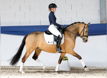 Niemiecki kuc wierzchowy, Klacz, 4 lat, 145 cm, Bułana