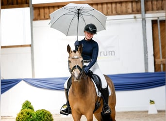 Niemiecki kuc wierzchowy, Klacz, 4 lat, 145 cm, Bułana