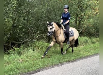 Niemiecki kuc wierzchowy, Klacz, 4 lat, 145 cm, Bułana