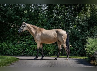 Niemiecki kuc wierzchowy, Klacz, 4 lat, 145 cm, Bułana