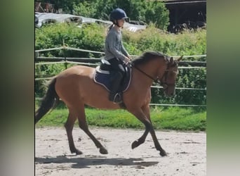 Niemiecki kuc wierzchowy, Klacz, 4 lat, 145 cm, Bułana