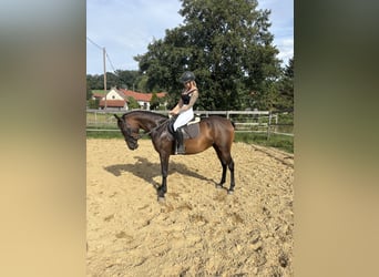 Niemiecki kuc wierzchowy, Klacz, 4 lat, 145 cm, Gniada