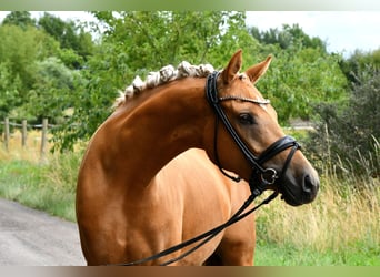 Niemiecki kuc wierzchowy, Klacz, 4 lat, 145 cm, Izabelowata