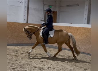 Niemiecki kuc wierzchowy, Klacz, 4 lat, 145 cm, Izabelowata