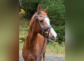 Niemiecki kuc wierzchowy, Klacz, 4 lat, 145 cm, Kasztanowata