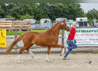 Niemiecki kuc wierzchowy, Klacz, 4 lat, 145 cm, Kasztanowata