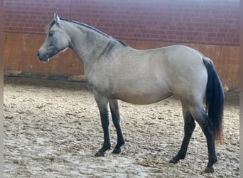 Niemiecki kuc wierzchowy, Klacz, 4 lat, 146 cm, Bułana