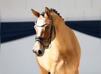 Niemiecki kuc wierzchowy, Klacz, 4 lat, 146 cm, Bułana