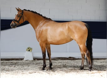 Niemiecki kuc wierzchowy, Klacz, 4 lat, 146 cm, Bułana