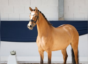 Niemiecki kuc wierzchowy, Klacz, 4 lat, 146 cm, Bułana