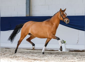 Niemiecki kuc wierzchowy, Klacz, 4 lat, 146 cm, Bułana
