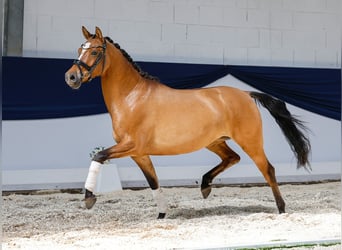 Niemiecki kuc wierzchowy, Klacz, 4 lat, 146 cm, Bułana