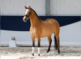 Niemiecki kuc wierzchowy, Klacz, 4 lat, 146 cm, Bułana