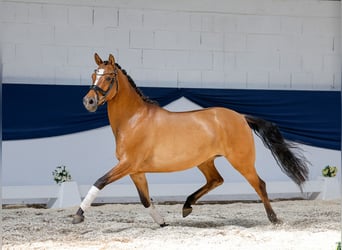 Niemiecki kuc wierzchowy, Klacz, 4 lat, 146 cm, Bułana
