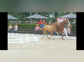 Niemiecki kuc wierzchowy, Klacz, 4 lat, 146 cm, Bułana